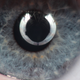 Illustration for article titled 13 Images Reflected In Someone's Eye
